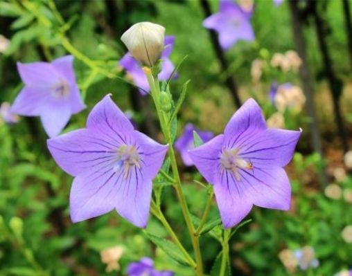 农村开紫色花的野草图片