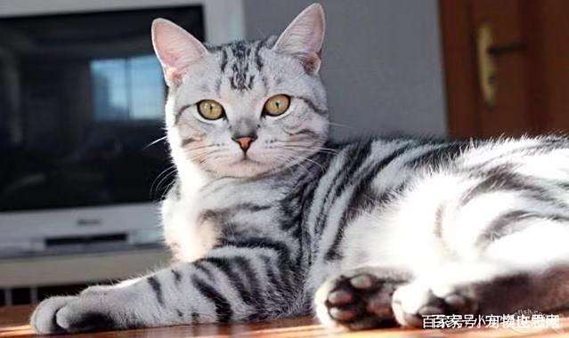宠物猫大全及价格,常见宠物猫品种详解 宠物猫大全及价格,常见宠物猫品种详解