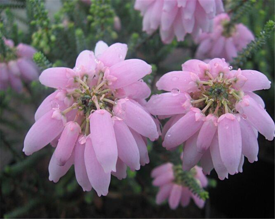 欧石楠不会繁殖,没关系,教你用正确的方法繁殖欧石楠