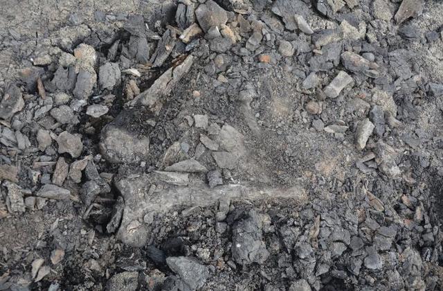 万余年前大象曾生活在信阳 息县工地发现古菱齿象化石