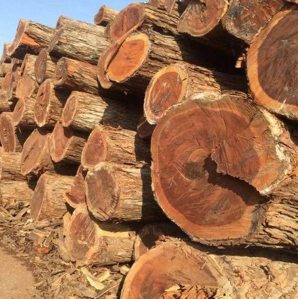 非洲酸枝木家具表现还是非常不错的,其木材品质在市场首屈一指
