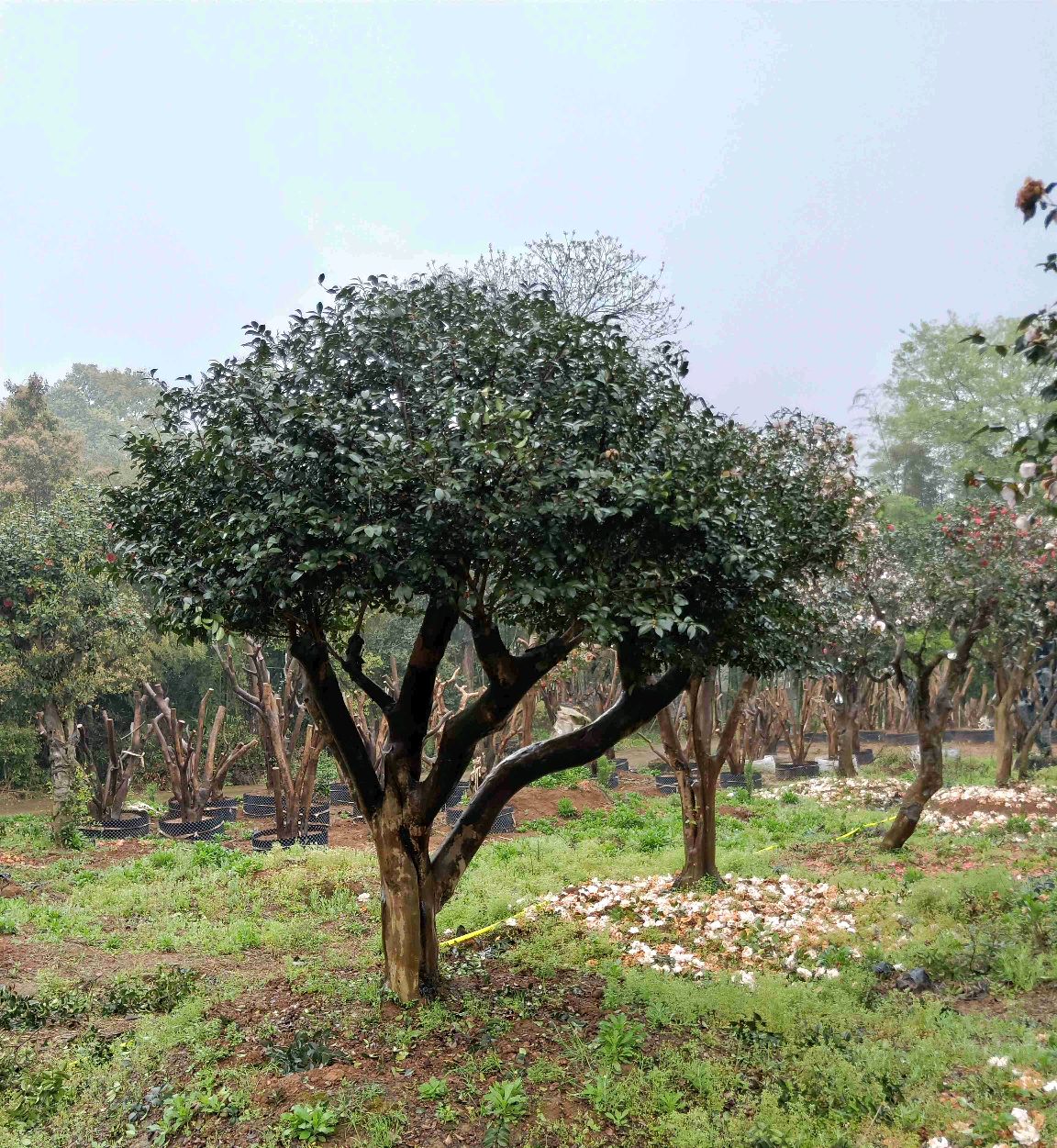 大茶花树30度高温移栽技巧只需5个小妙招移栽存活率百分之百