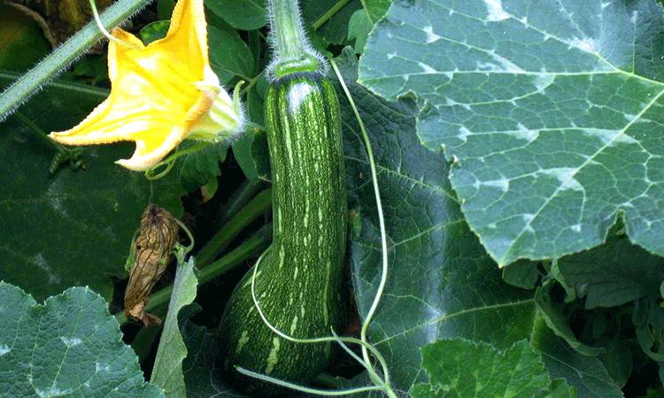 北瓜原来就是我们常吃的西葫芦,看一下它的由来吧