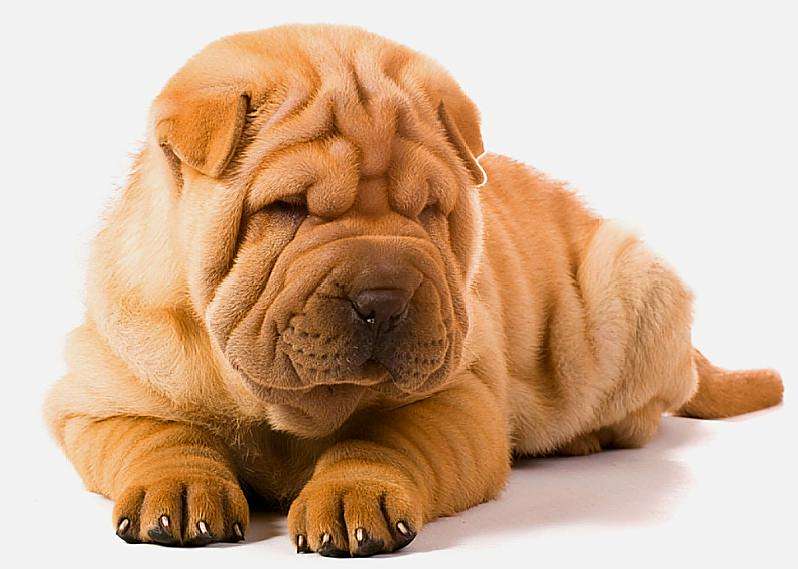 沙皮犬是世界名种斗狗之一,有着独一无二的特殊外貌