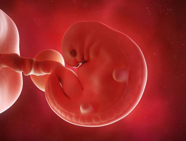 怀孕期间,胚芽和原始心管搏动是什么意思?关于心管搏动,看看吧