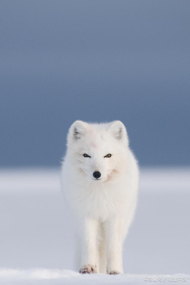 蓝狐,犬科北极狐属,主要分布于北冰洋沿岸各国