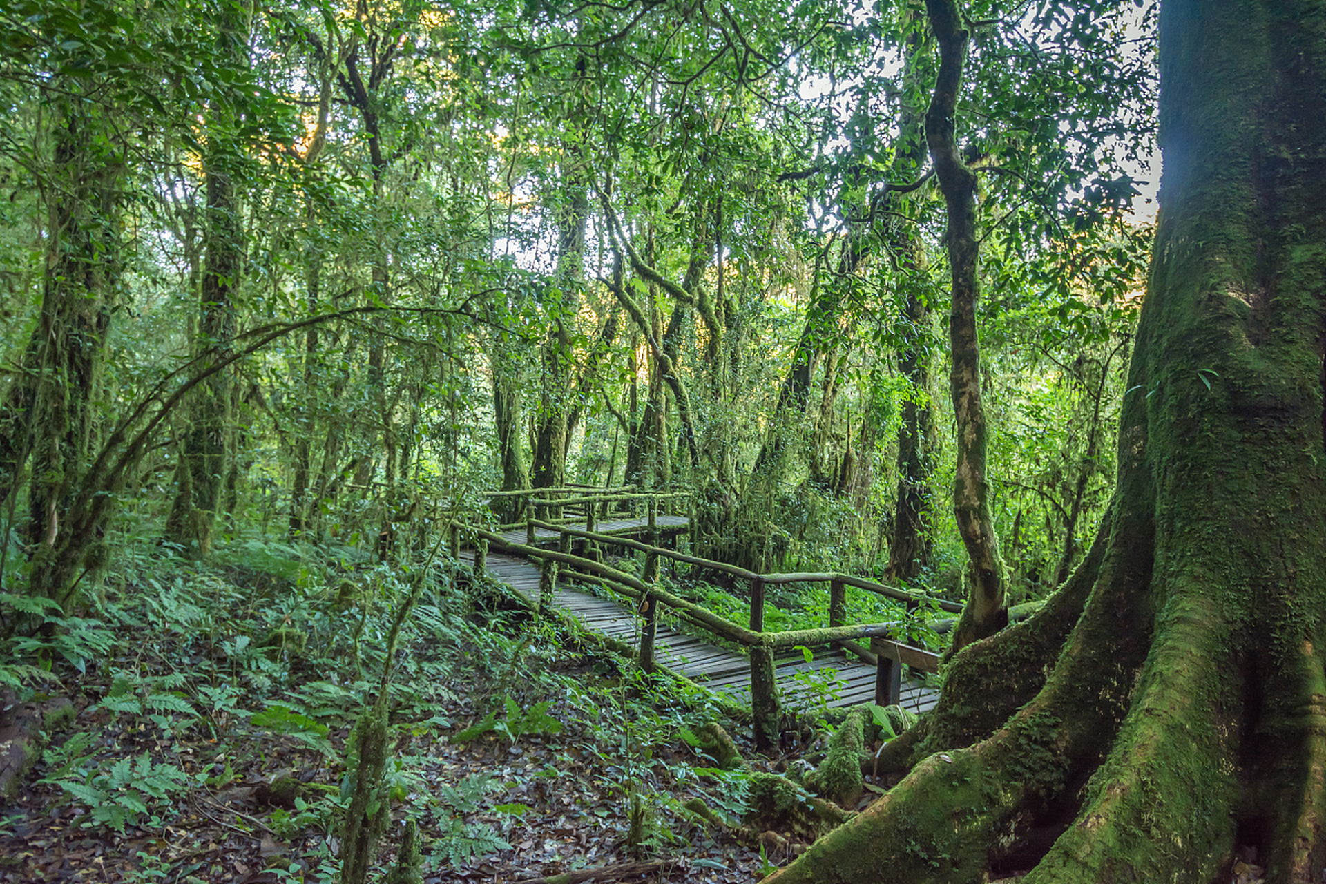 当你踏入这热带雨林区,首先会被满眼的翠绿所震撼