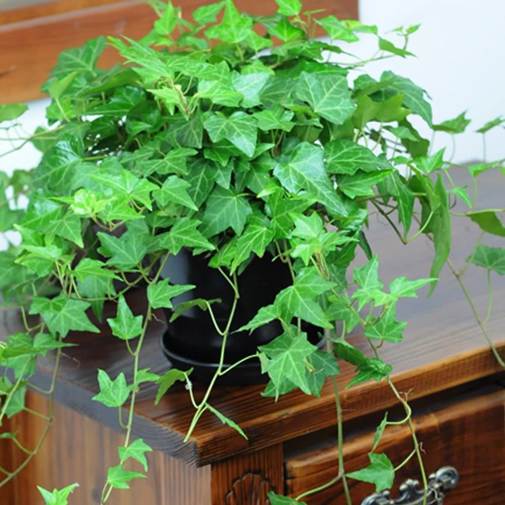 这3种"安心花",卧室养一盆,促进睡眠,净化空气,睡好觉