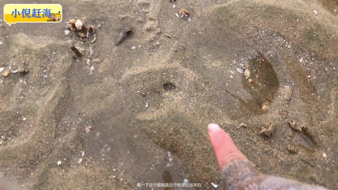 工具挖这样大小的蛏王,得生长好几年             ,请关注(小倪赶海)