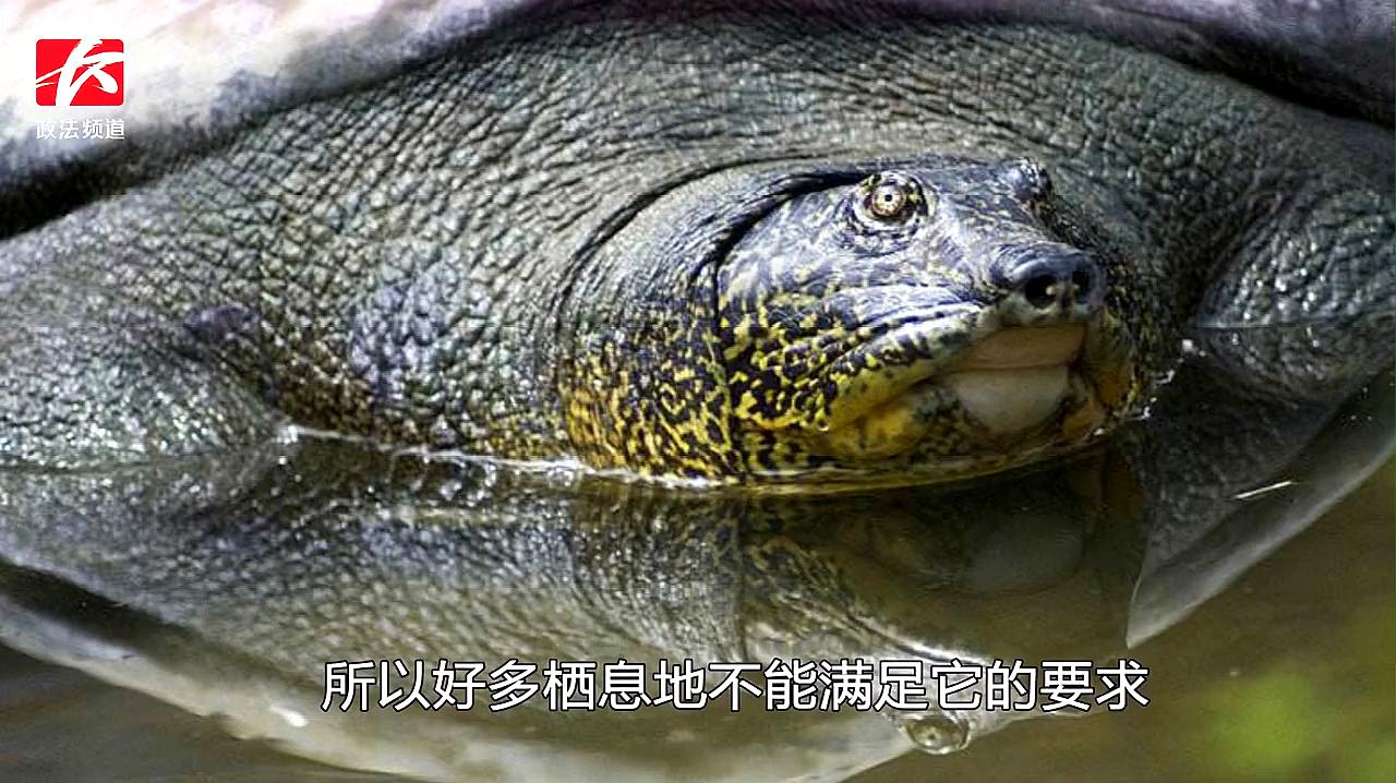 雌性斑鳖图片