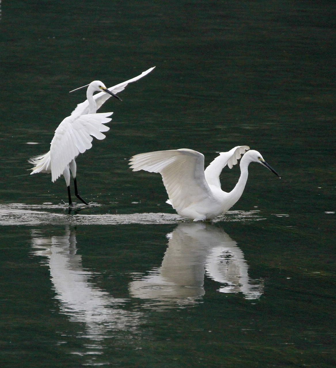 双宿双飞的白鹭夫妻,一起在湖面翩翩起舞,姿态优美