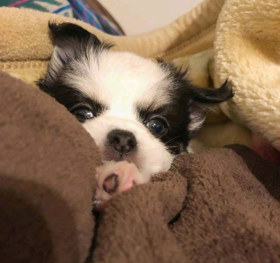 日本博主晒出的小奶狗,奶凶奶凶的感觉很方便携带的样子!