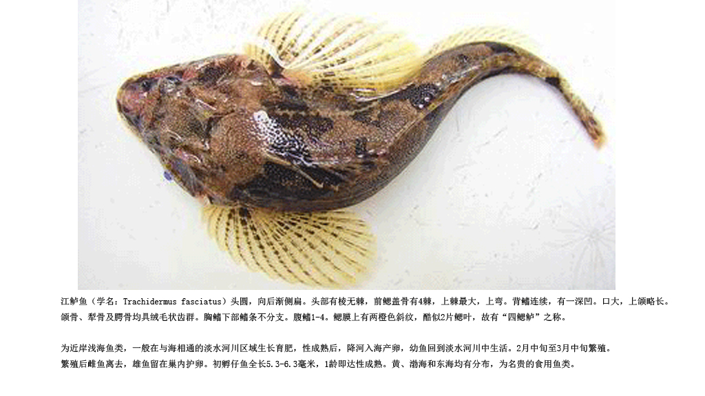 松江回鳃鲈图片