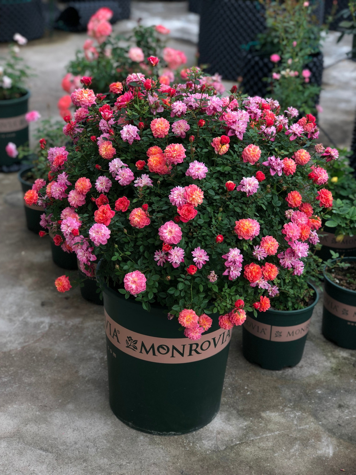 一树多色花,四季开不停,这种"网红"盆栽植物,很值得栽培!