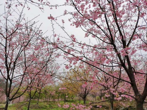 明月山花海原居图片