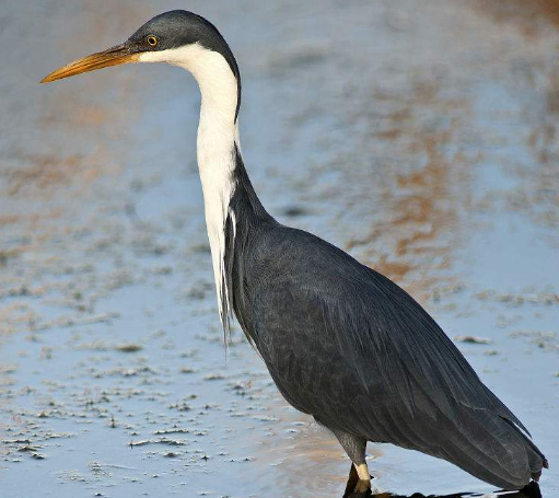斑鹭,嘴长而尖直,翅大而长