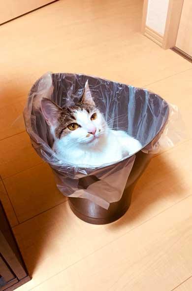 猫咪跑到垃圾桶里去了,这只猫还能要吗