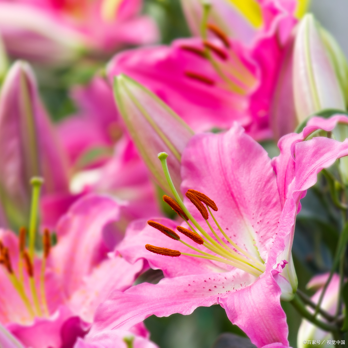 花卉小知识,粉色百合花的花语和寓意