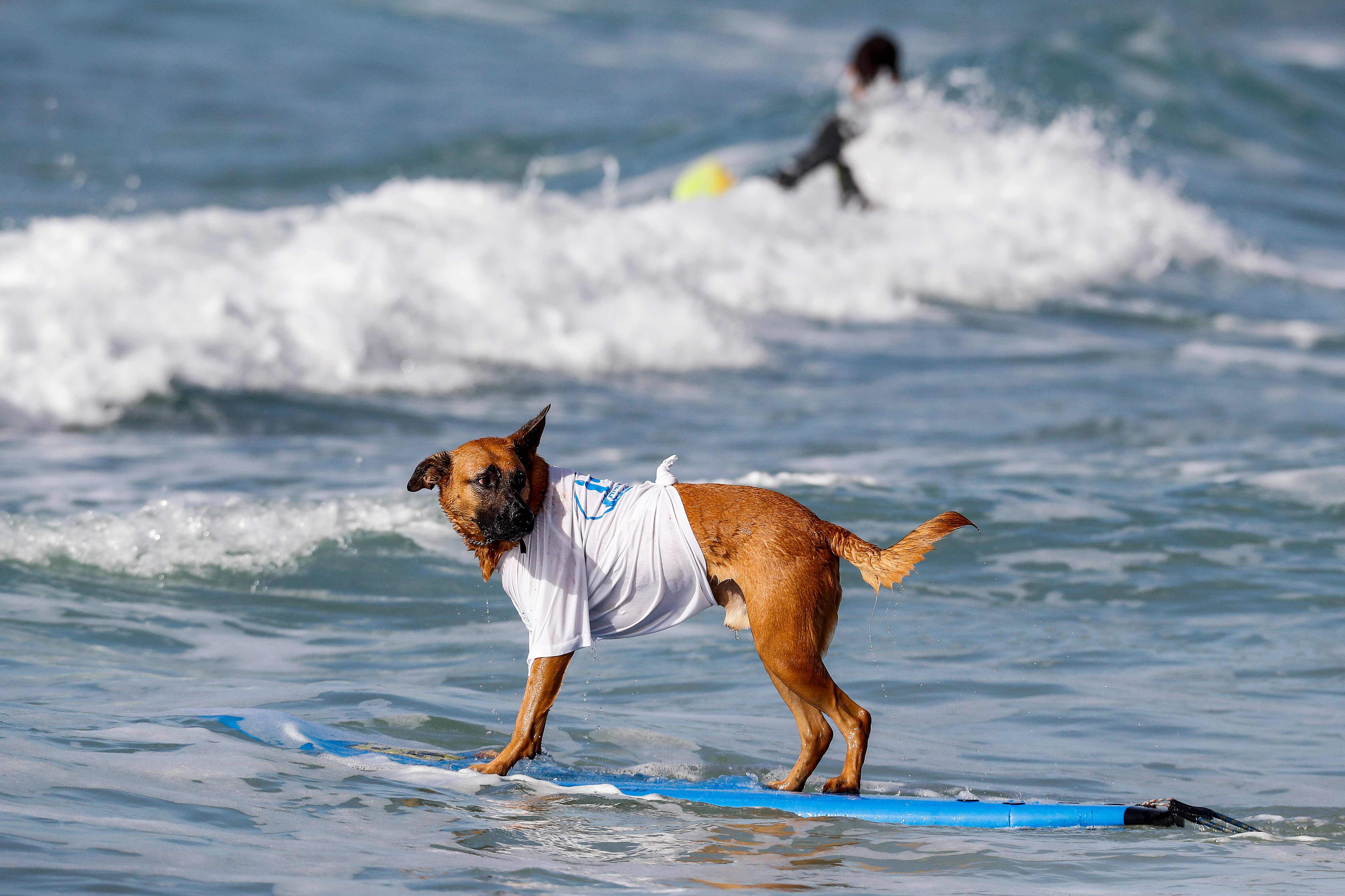 狗狗冲浪