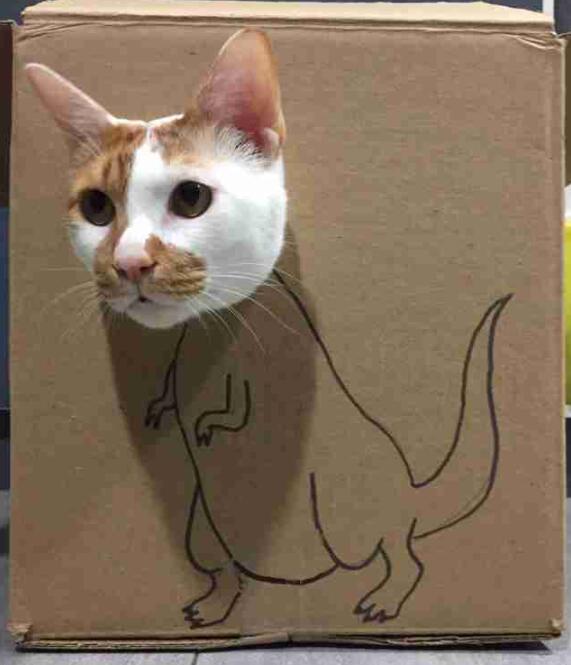 萌宠cosplay新玩法,12张猫狗搞笑变身图,看完能忍着不笑?