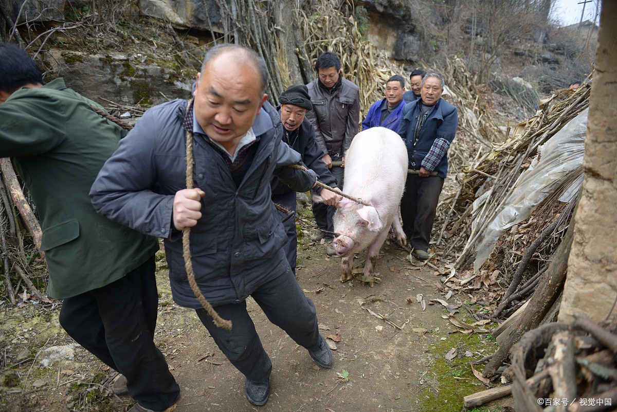 想不明白!明明是熟人,村里的杀猪匠为啥不免费帮村民杀年猪了?