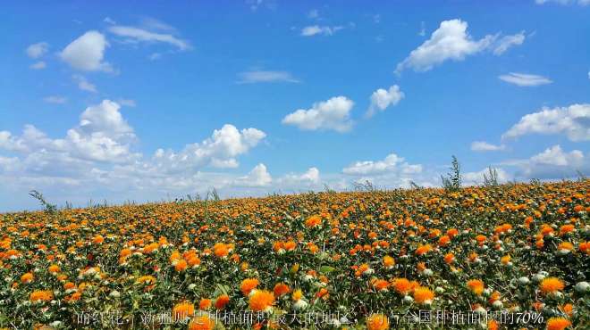 [图]西（藏）红花与红花的区别