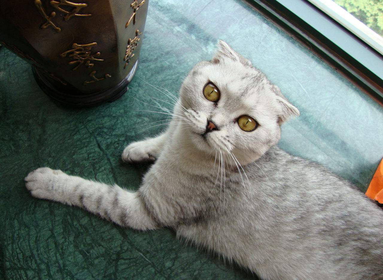 苏格兰折耳猫很受欢迎,是因为它天使的外表和甜美的性格