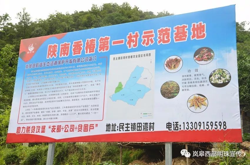 卢存安深入民主镇调研香椿产业发展