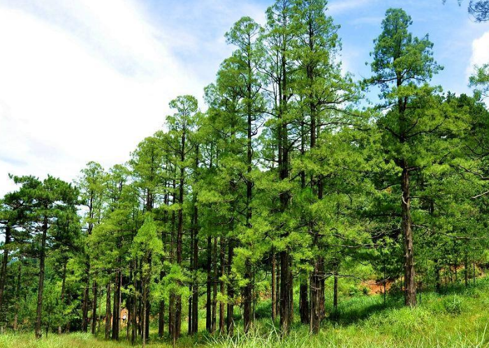 水松:茎干基部膨大,枝条平展或斜出直立,早春新枝嫩绿披翠秀丽