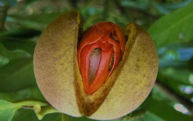 古人为何用"豆蔻"形容少女?看过照片后,网友:太像了!