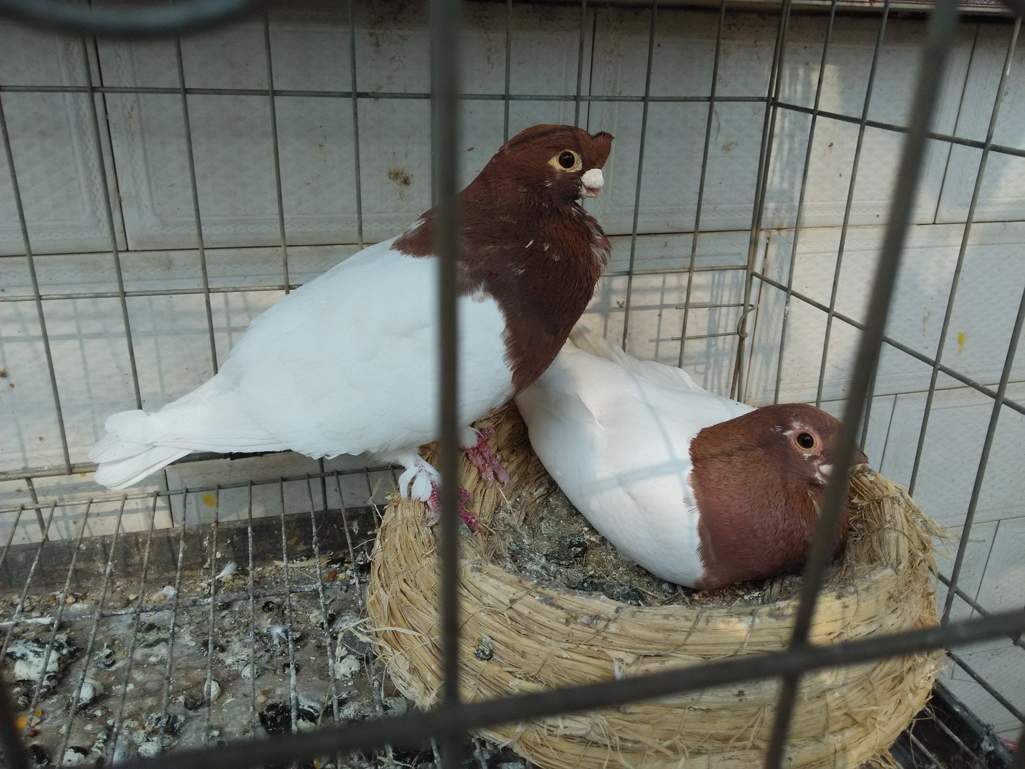 养殖观赏鸽历史悠久,怎样养殖才能提高收益?这3点应该重视!