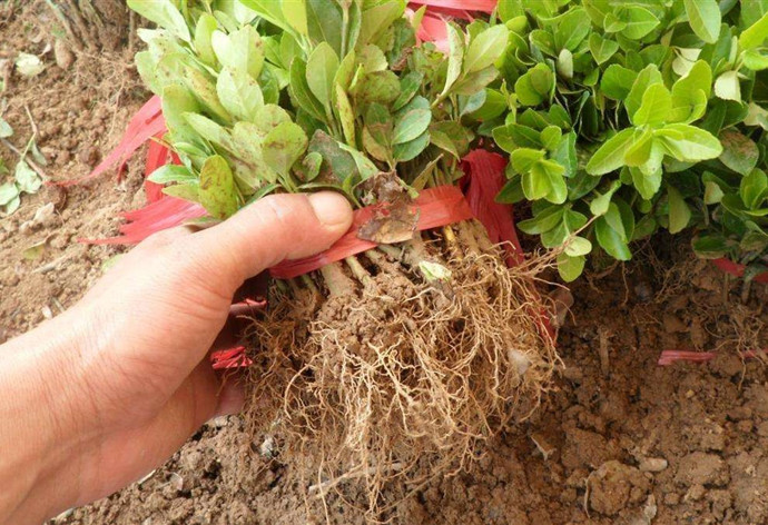 农村山坡上一种野树,外观不起眼,根却上好药材,人称"神箭"