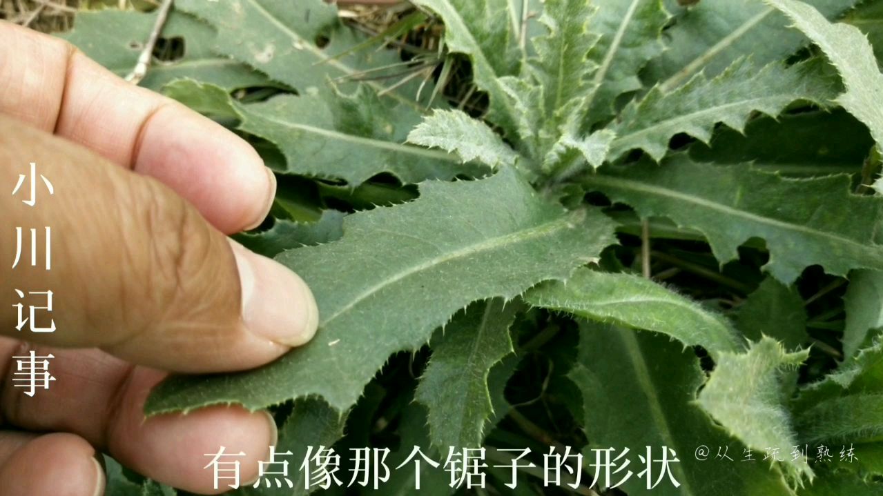 它的功效你知道吗