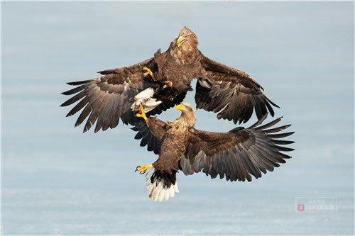 一年一度的鸟类春季大迁徙开始了.