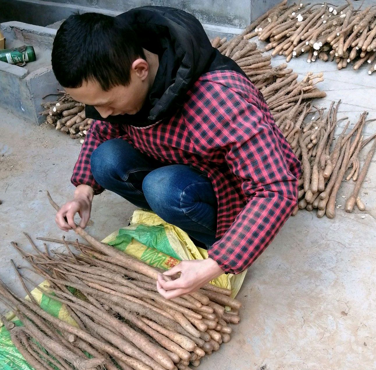 铁棍山药苗有以下几种,那么哪种苗才是最好的呢?我们来仔细了解下