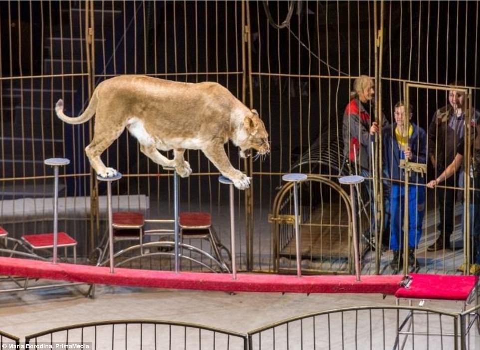 俄罗斯马戏团狮子被养太肥遭投诉,训练员解释非虐待