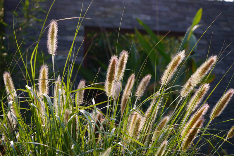 农村野生植物狼尾巴草,若长在您家山坡,请重视,珍贵价值大