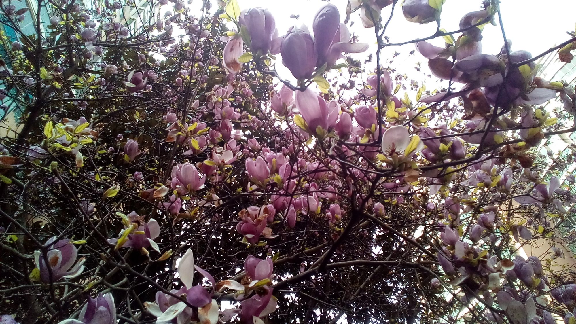 紫玉兰花期在3,4月份,花期长达两月,早春开花时满树紫红色花朵,花姿