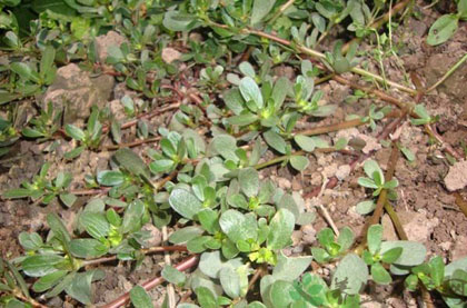 农村常见的这种野菜,有食用和药用价值,非常受欢迎