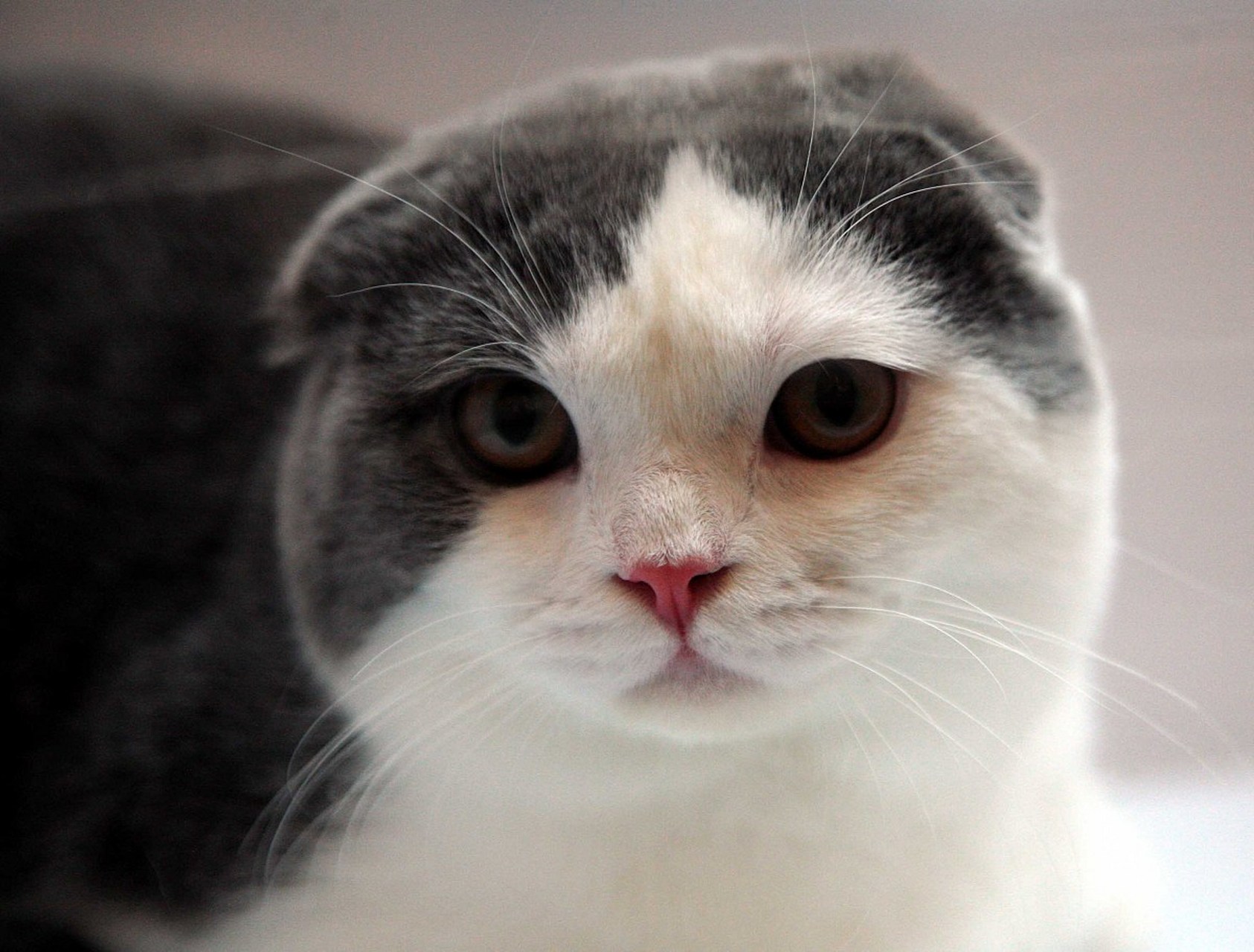 摘要:猫届男神的标准包括脸大,体壮,战斗力强和毛发浓密.