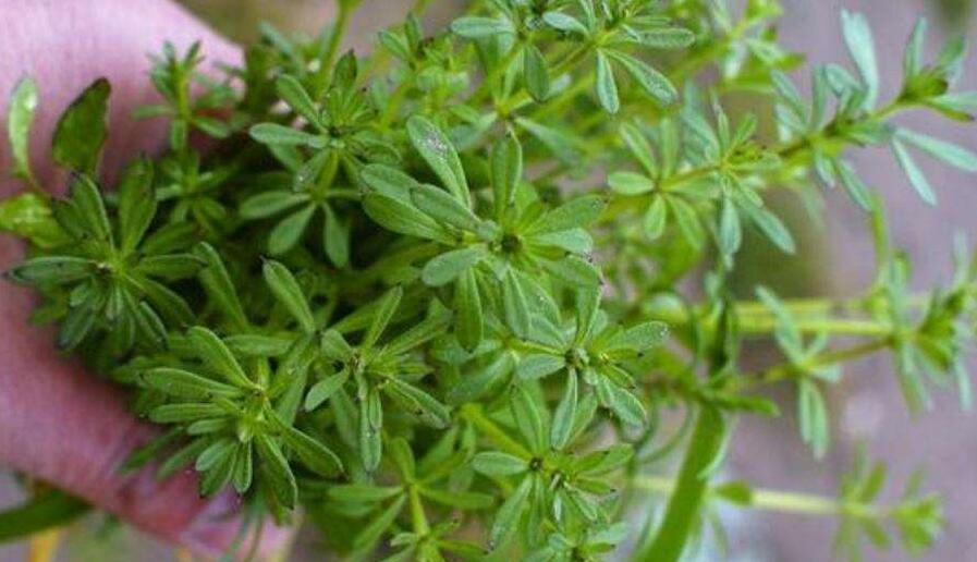 猪- 热门商品专区