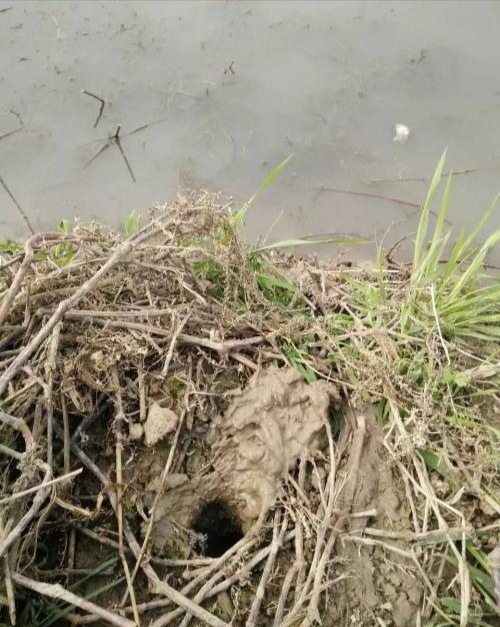 探索小龙虾打洞的奥秘!