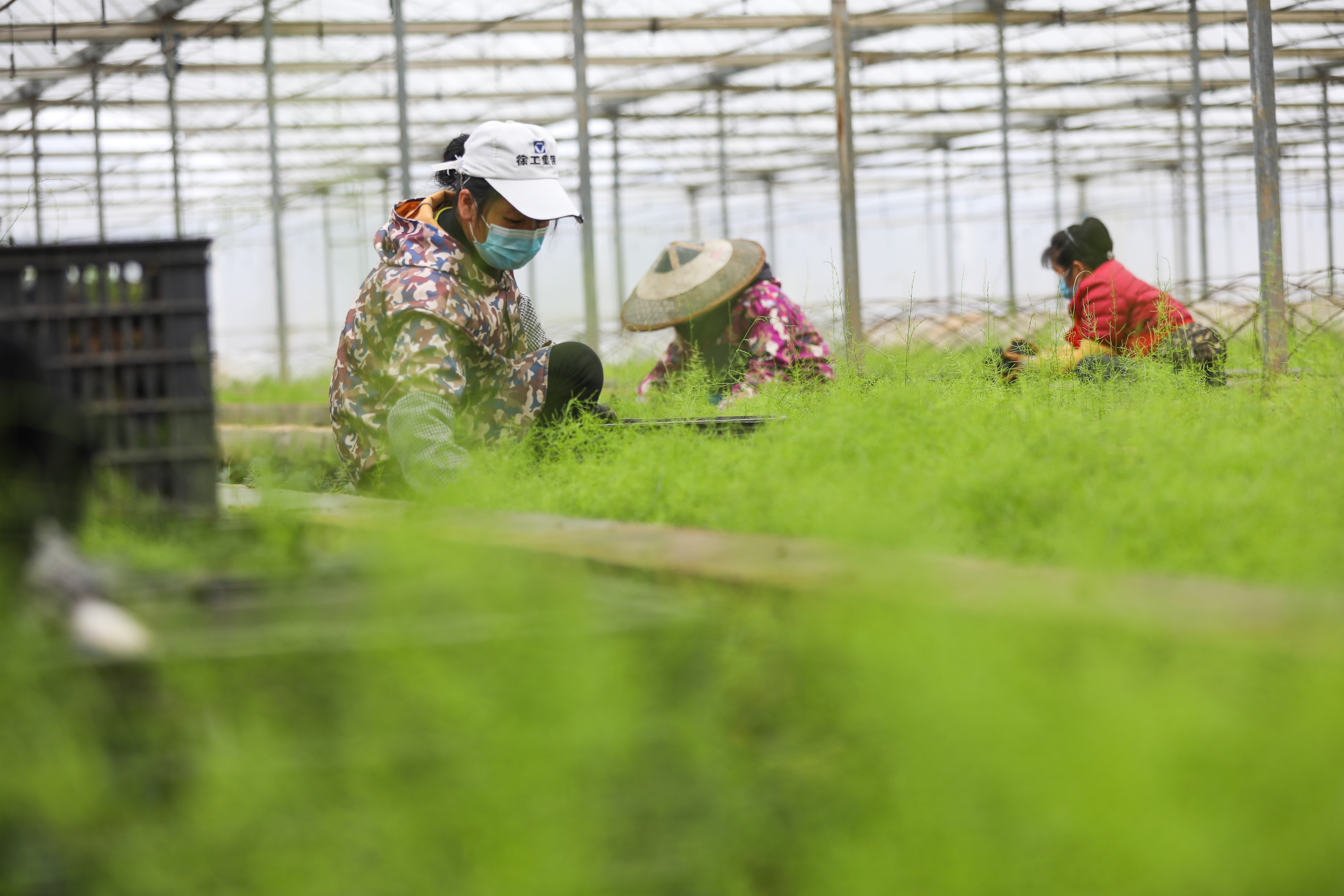 农忙,防疫两不误