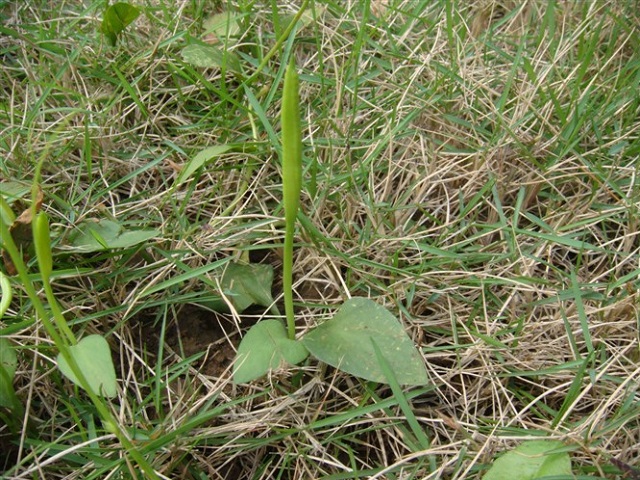 这种野草被称为"一支箭",非常的珍贵,野外遇到,请重视