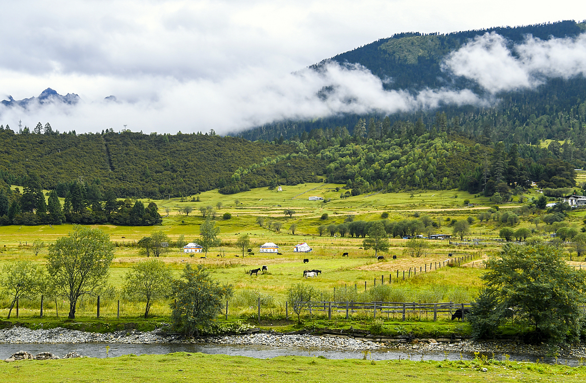 鲁朗林海是西藏林芝地区的一处自然风景区,被誉为"雪域瑞士"和"西藏