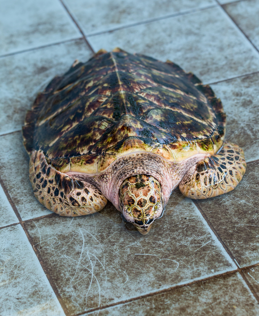 黄头侧颈龟需要适量的阳光和紫外线,以合成维生素d3和促进钙质吸收.