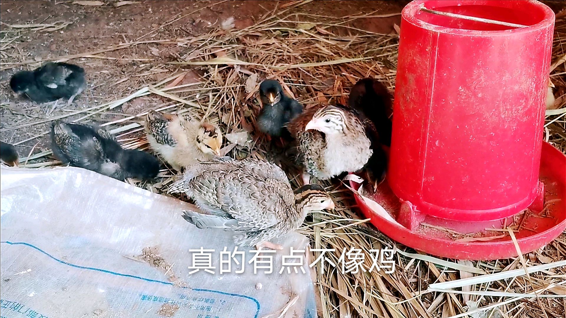 农村集市买回4只珍珠鸡,和家里小土鸡相处融洽,被母鸡全吓跑了