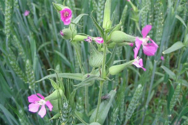 种小麦放几粒种子 - 2020年最新商品信息聚合专区 - 百度爱采购