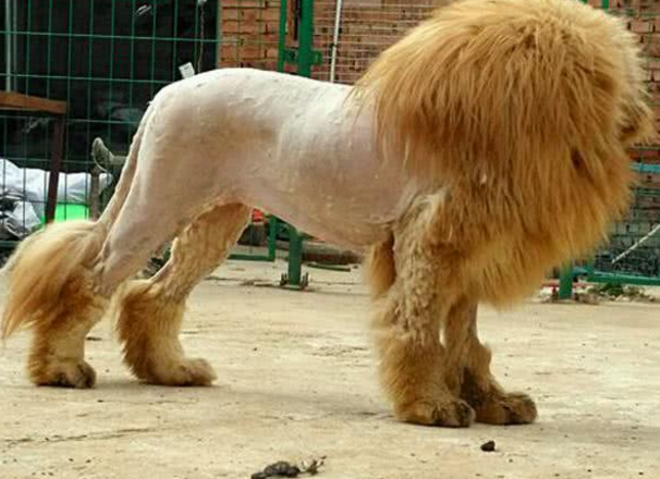 主人给藏獒剃毛,这技术也是没谁了!