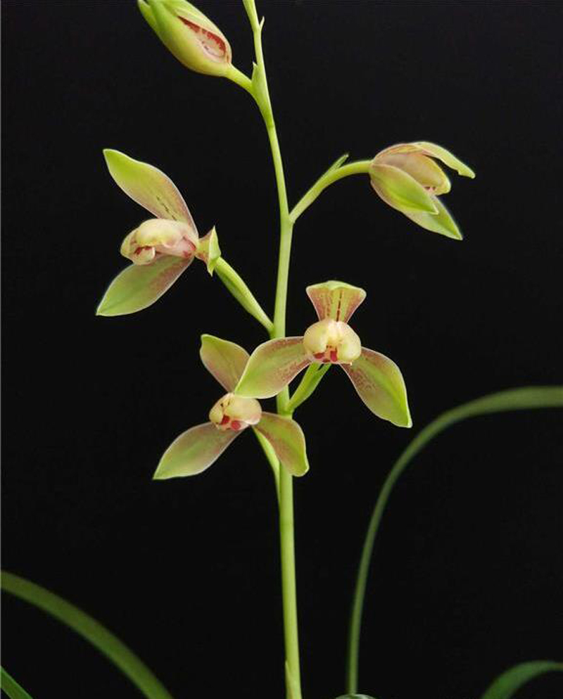 建兰峨眉水仙开品欣赏